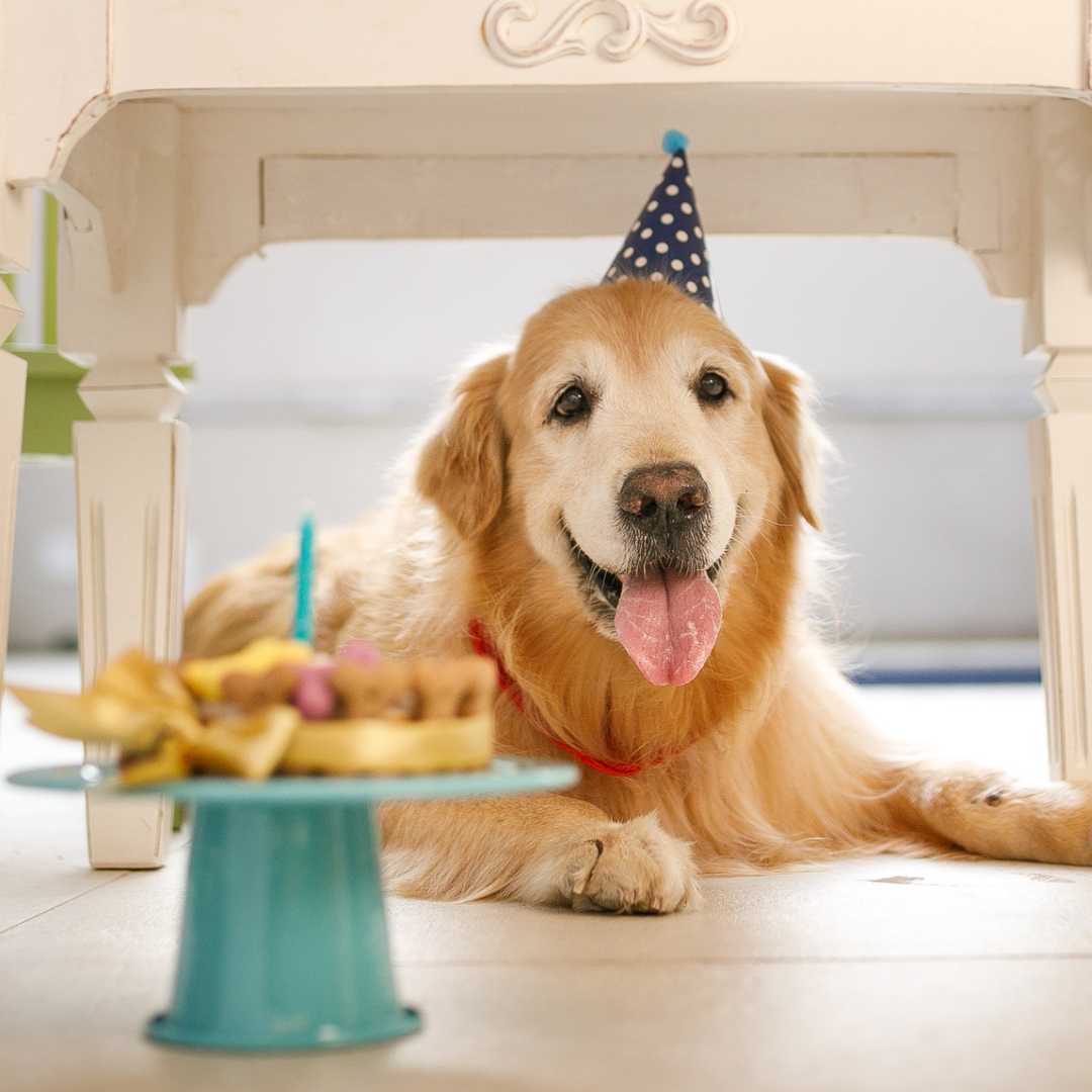How to celebrate your dog's birthday - FlowerPup