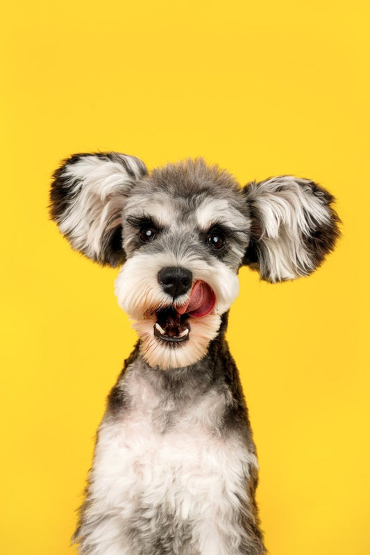 Embracing Raw and Natural Diets for Healthier, Happier Pets - FlowerPup