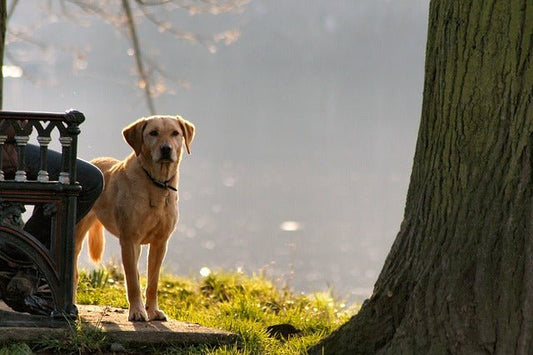 7 Incredible Things Dogs Can Sense Before They Happen - FlowerPup