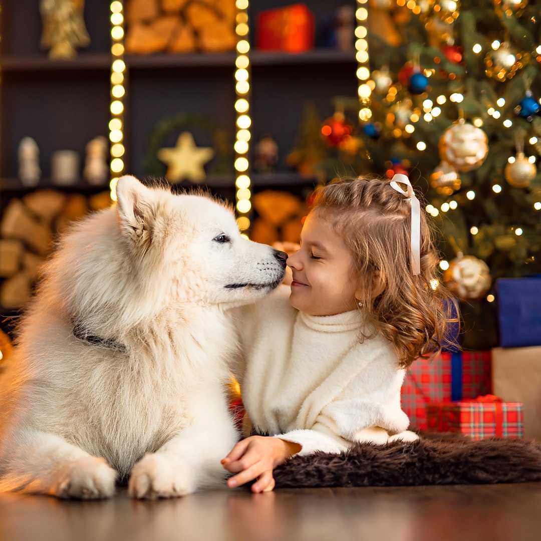 Christmas for Dog: do's And don'ts - FlowerPup