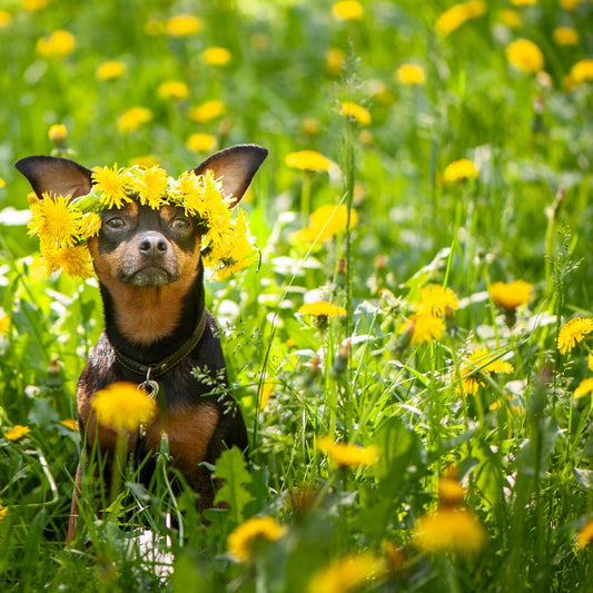 Colors and emotions: Which color to use for your portrait - FlowerPup