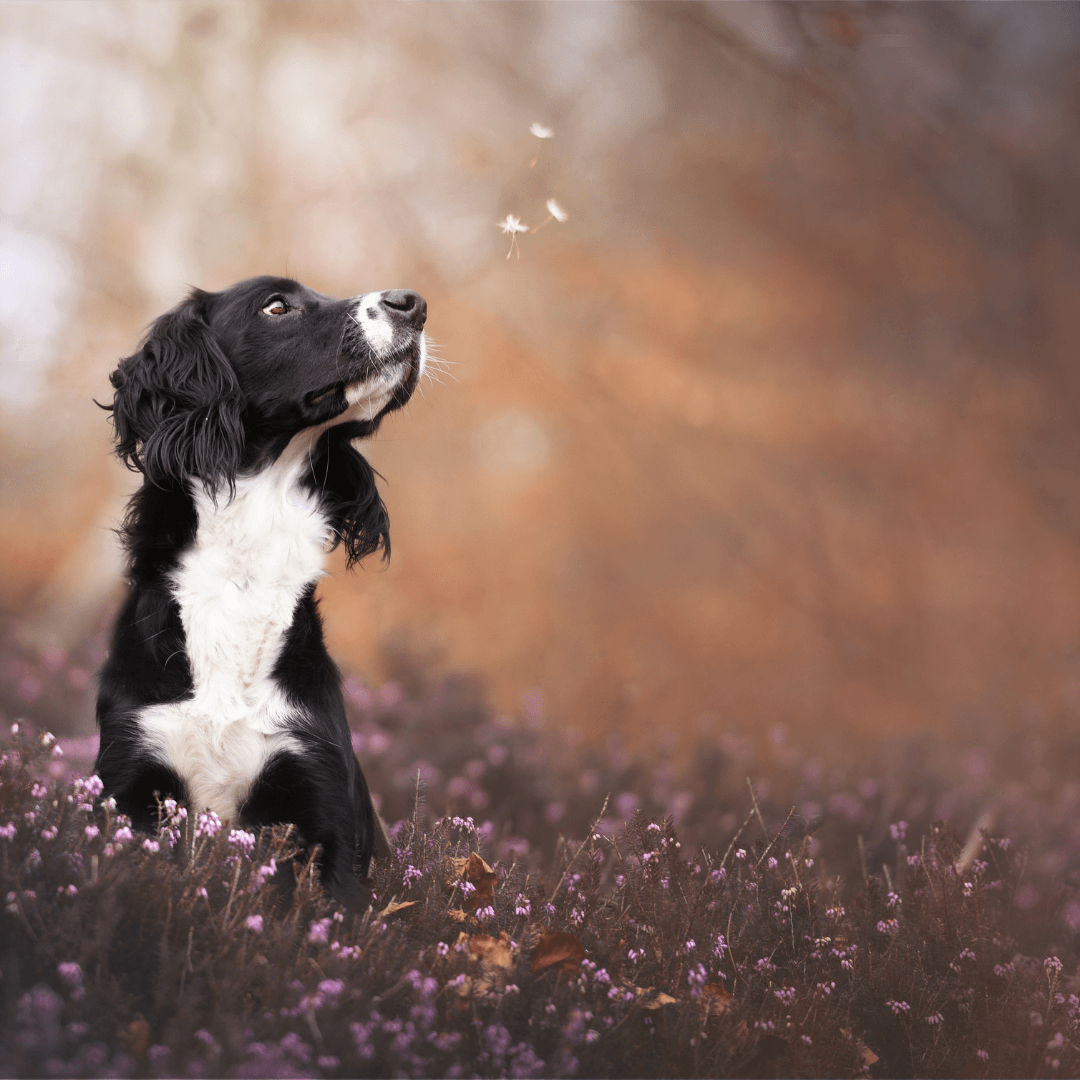 Does dogs Have a Soul? - FlowerPup