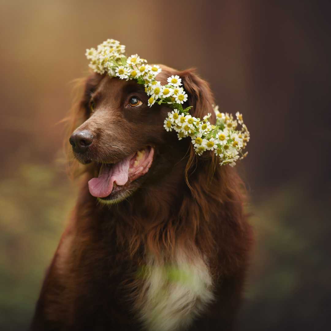 Dog portrait With flowers: The mysterious Beauty of Flowers - FlowerPup