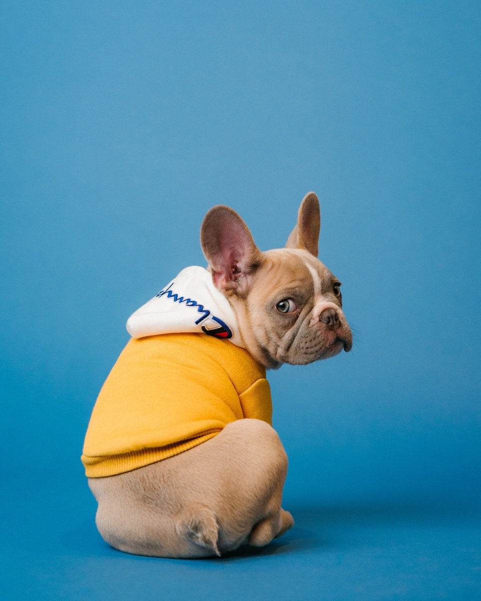 From Paws to Stardom: The Rise of Pet Influencers in the Digital Age - FlowerPup