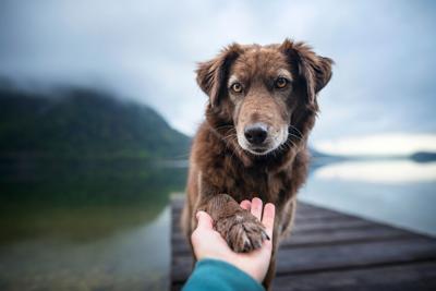 Green Paws: Embracing Sustainable Practices for Ethical and Eco-Friendly Pet Ownership - FlowerPup