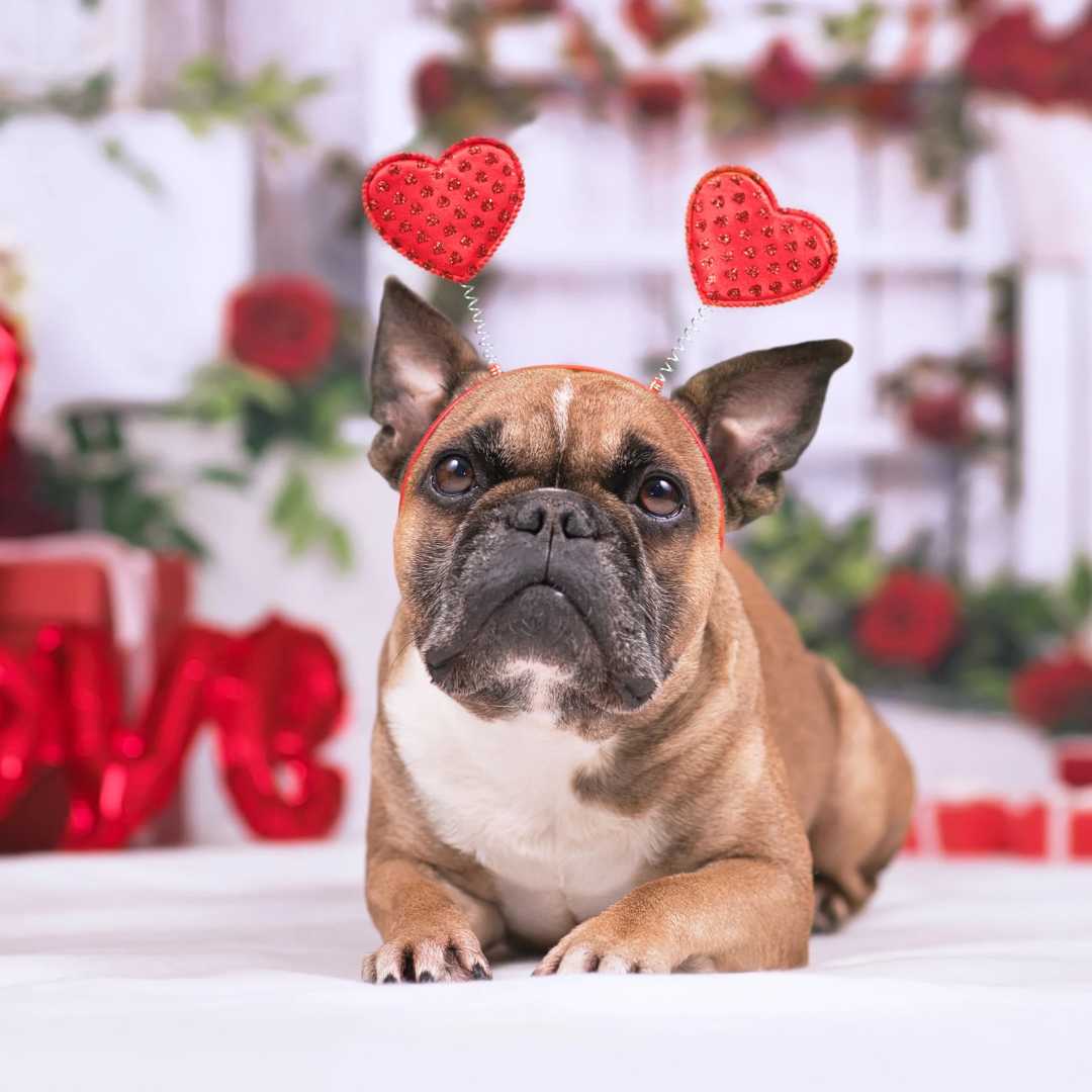 How to Celebrate Valentine's Day with Your Pet - FlowerPup