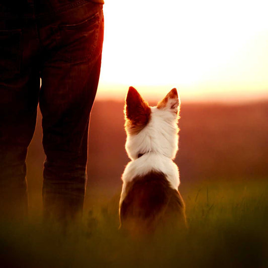 How to cope with grief and overcome pet euthanasia - FlowerPup