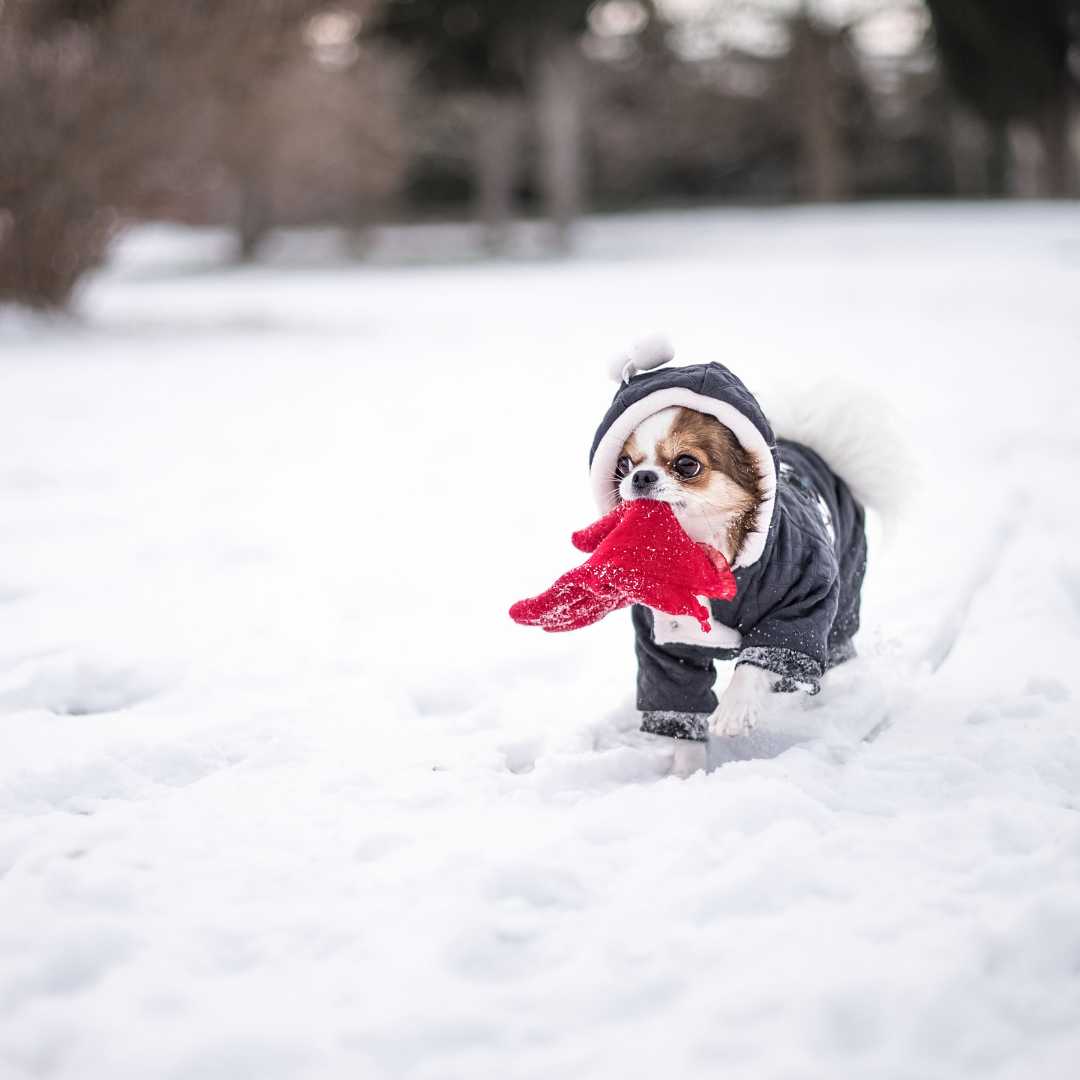 How to keep dogs warm outside in Winter - FlowerPup