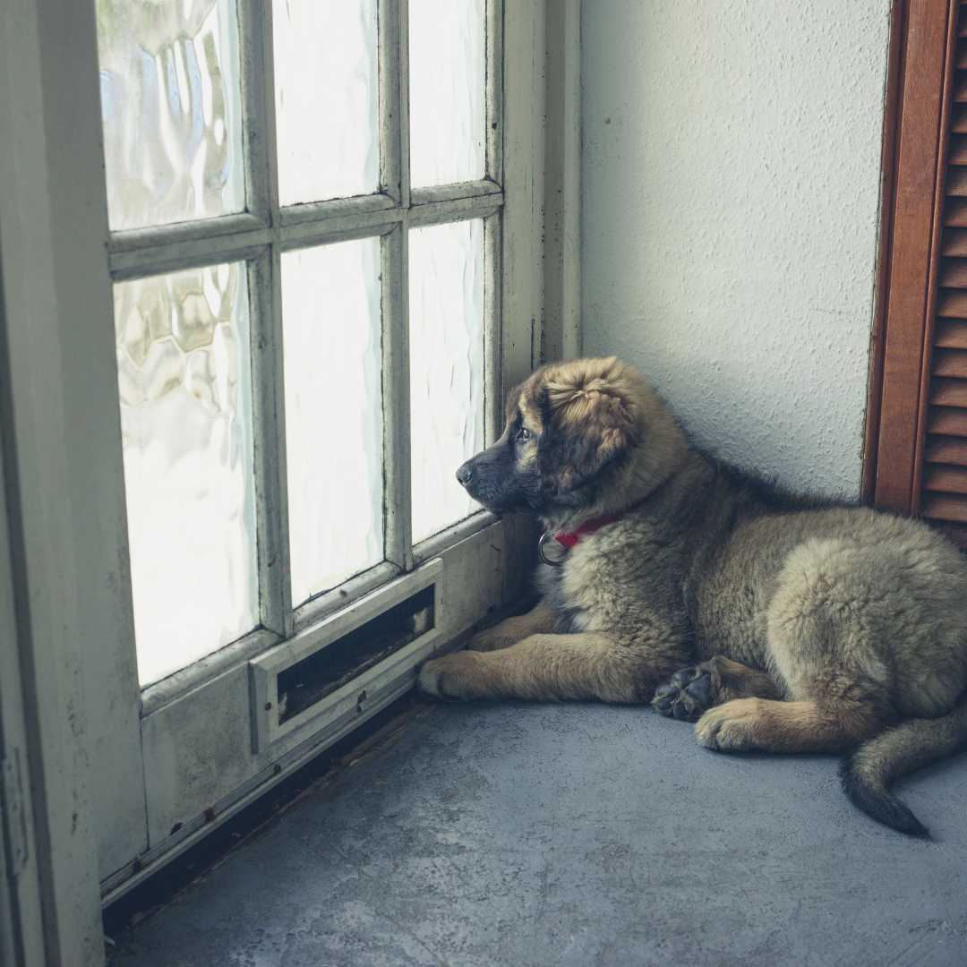 How to manage pet separation anxiety when your pet home alone - FlowerPup