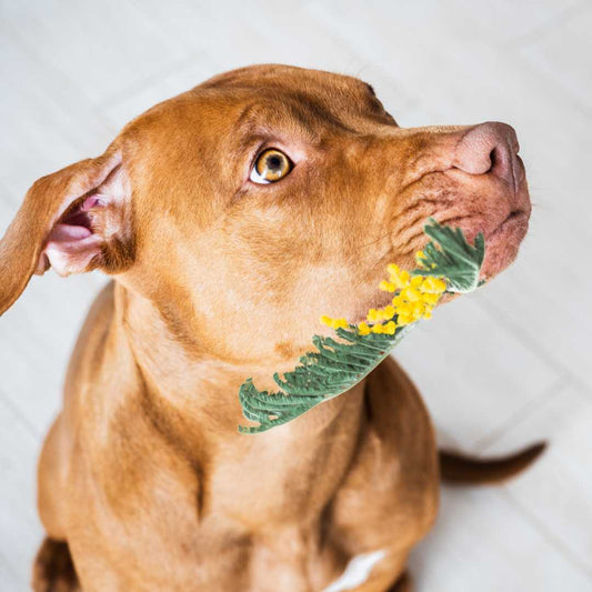 Memories of Woman's Day - FlowerPup