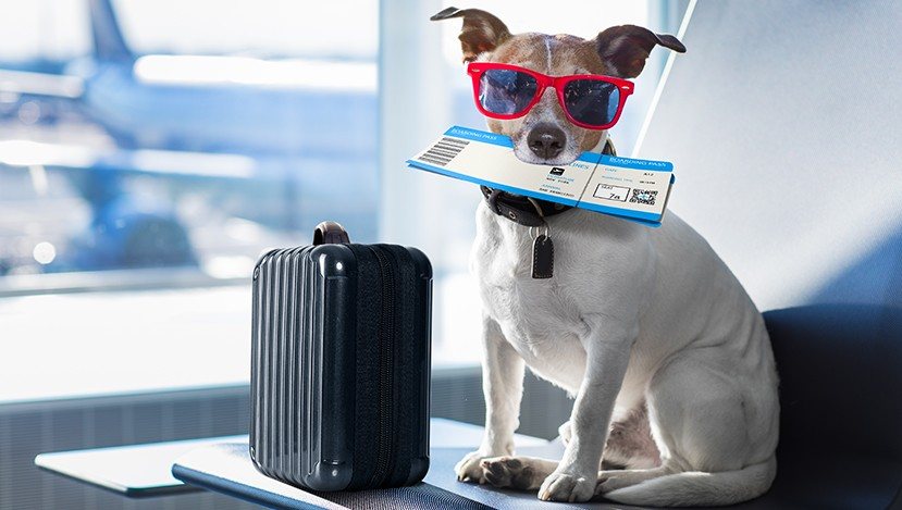 Paws and Passport: The Ultimate Guide to Traveling with Your Furry Friend - FlowerPup