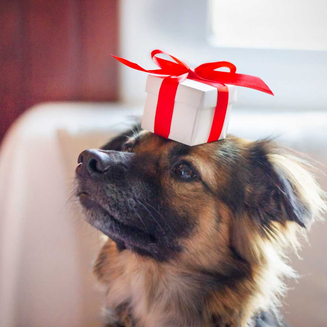 Personalized Gifts for Dog Lovers - FlowerPup