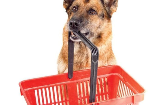 Pet Product Trends for 2023: Keeping Your Furry Friend Happy and Healthy - FlowerPup