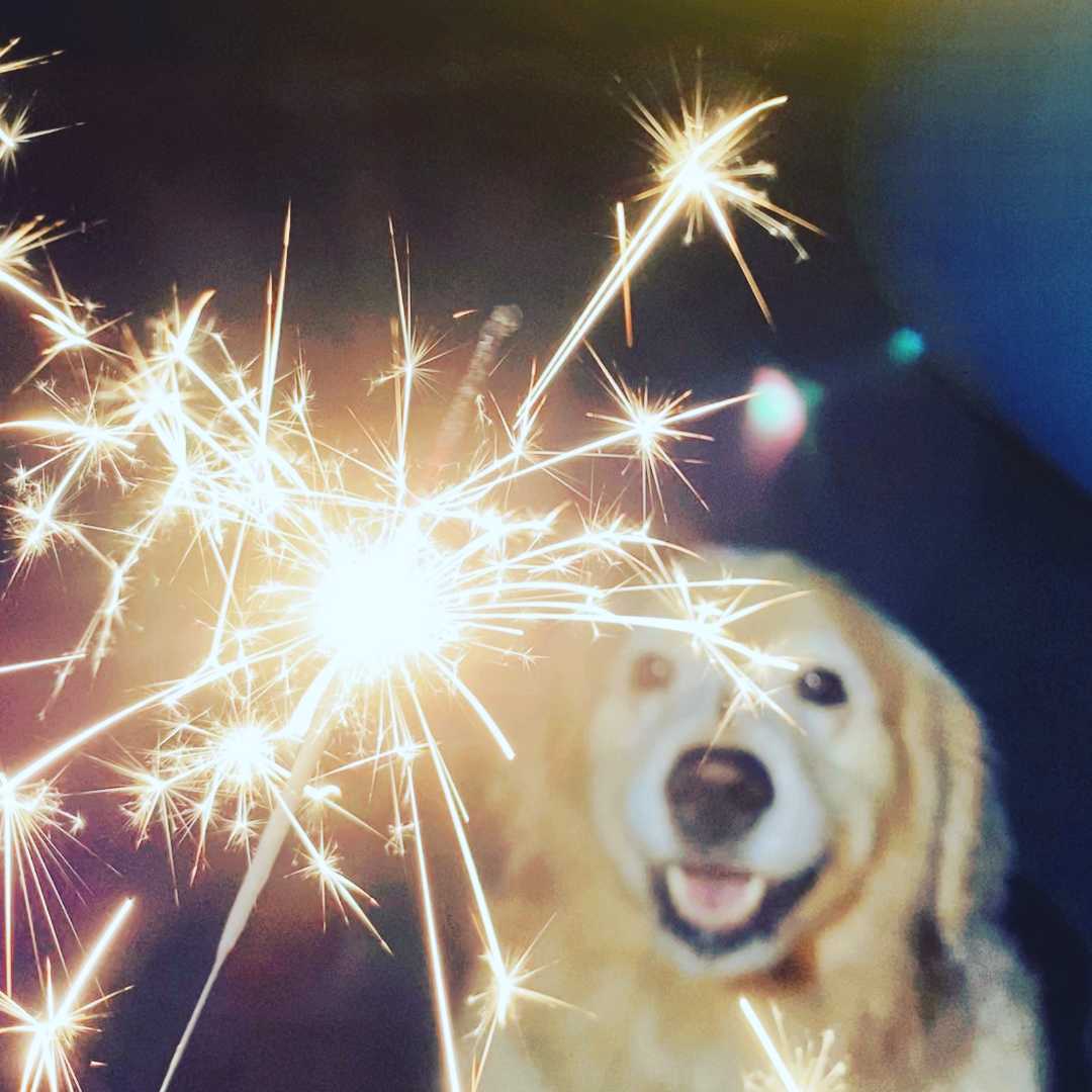 Pets and Fireworks: How to have a safe new year's Eve - FlowerPup