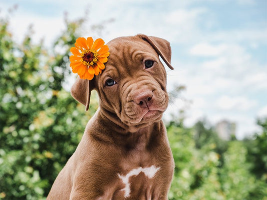 Positive emotions: why I use flowers in my personalized portraits - FlowerPup