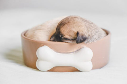 Preparing for a New Puppy: A Comprehensive Guide to Ensure Your Furry Friend Thrives - FlowerPup
