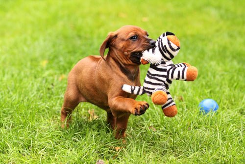 Puppy Playtime: The Benefits of Incorporating Games into Your Puppy's Training Routine - FlowerPup
