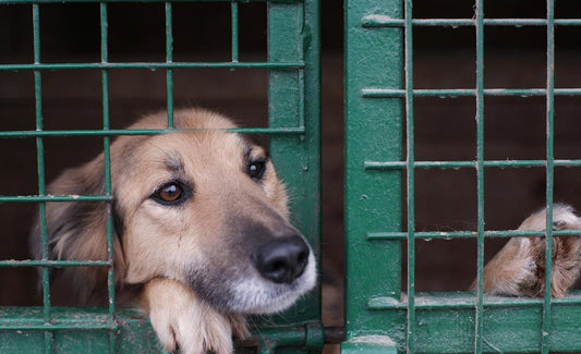 Saving Lives and Finding Love: The Joy of Adopting Rescue Pets - FlowerPup