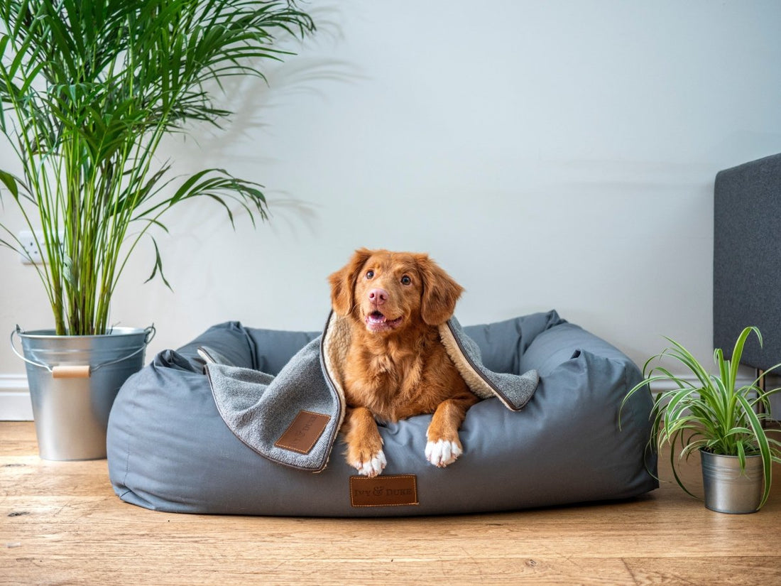 Tailor-Made Love: The Growing Demand for Customized Pet Care Services - FlowerPup