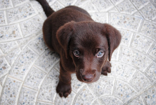 The grieving process after the loss of a pet - FlowerPup