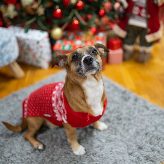 The magic of Christmas: pop art portrait of your pet - FlowerPup