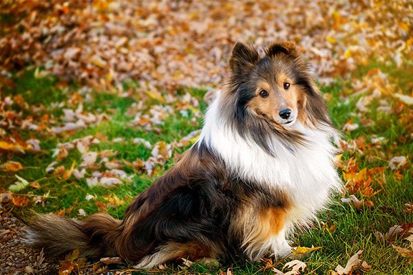 The root of the question: How do dogs choose a favorite person? - FlowerPup