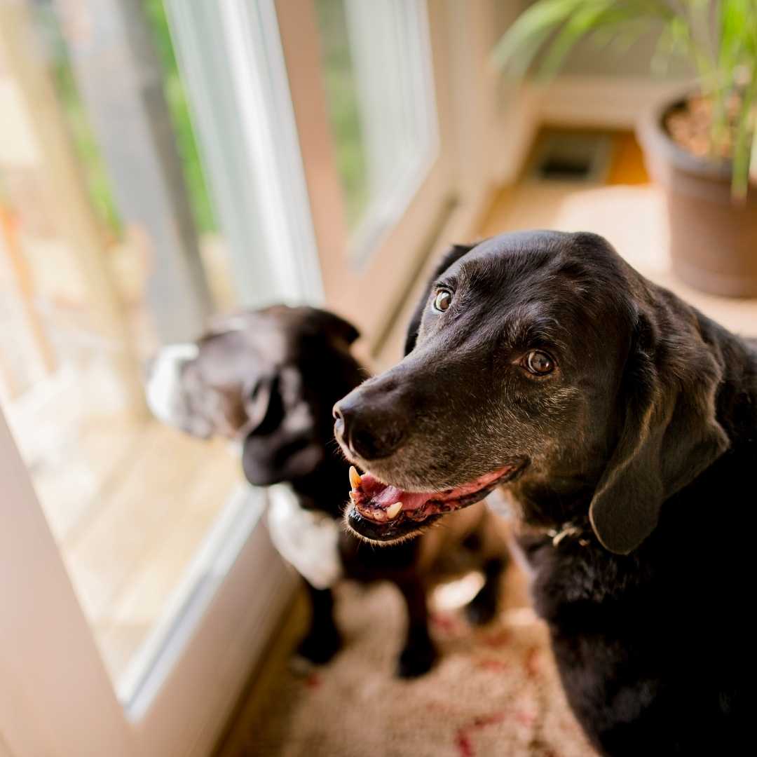 The story of elderly dogs abandoned who find a family - FlowerPup