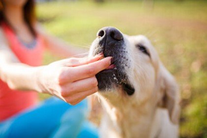 Treating Your Furry Friend: A Guide to Safe and Healthy Options - FlowerPup