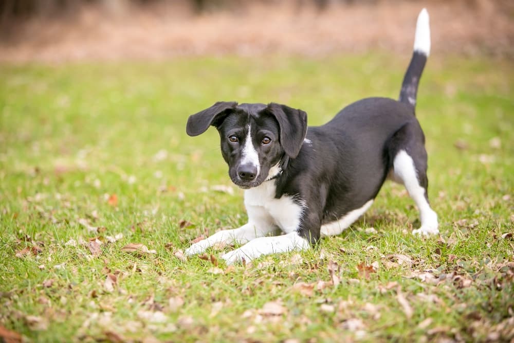 Understanding Canine Body Language: What Your Dog's Gestures and Expressions Really Mean - FlowerPup