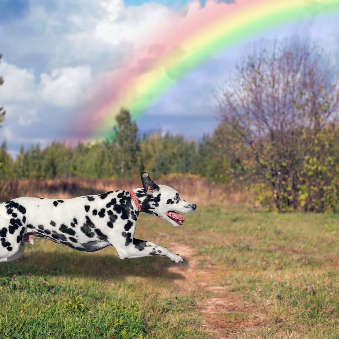 What is the Rainbow Bridge? - FlowerPup