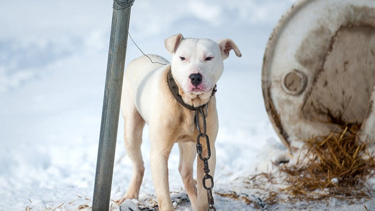 What to Do if You See a Pet Left Out in the Cold - FlowerPup
