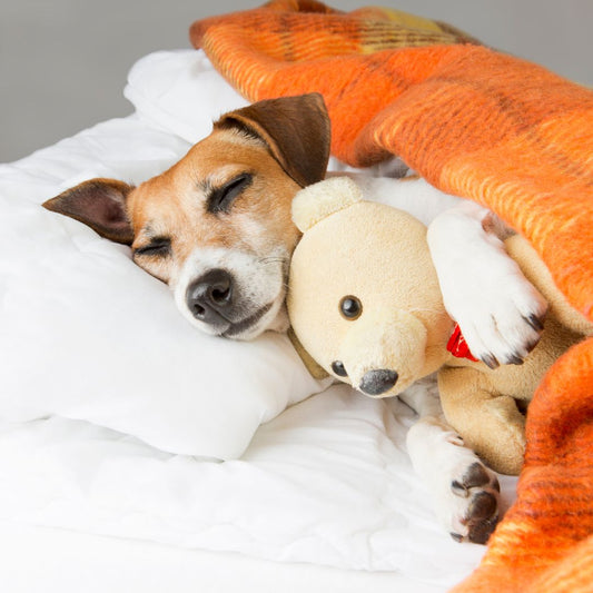 What’s your pet’s favorite toy? - FlowerPup