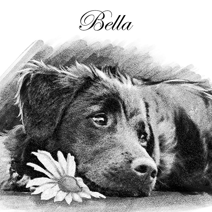 Charcoal Art Pet Portraits - FlowerPup